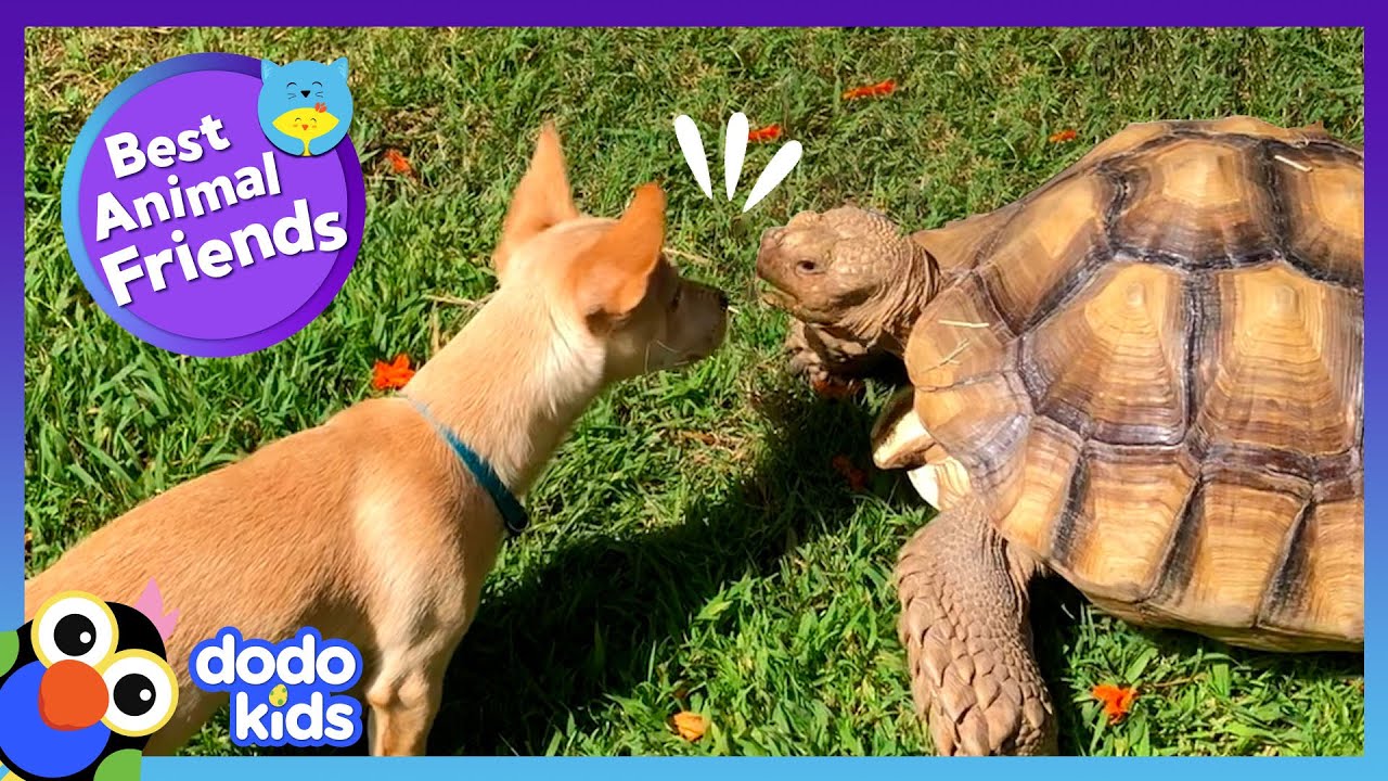 Tortoise Falls In Love With This Dancing Puppy | Best Animal Friends | Dodo Kids