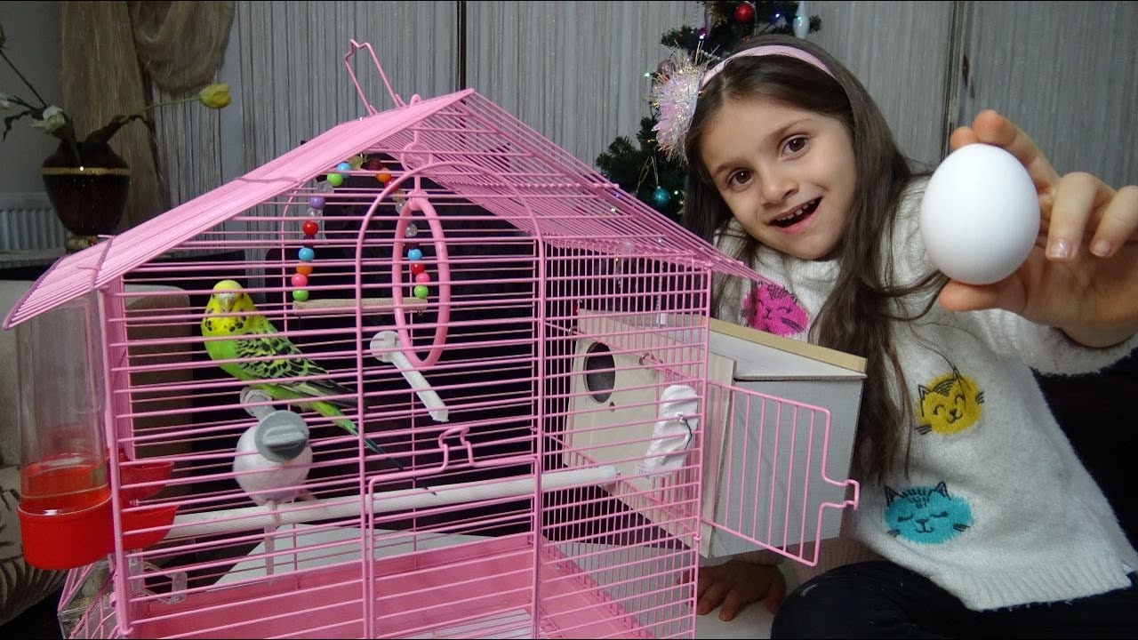 Lina İle Kuşlarımıza Yumurtlaması İçin Yeni Kafes Ve Yuva Hazırladık  Kuşlarımızı Yıkadık