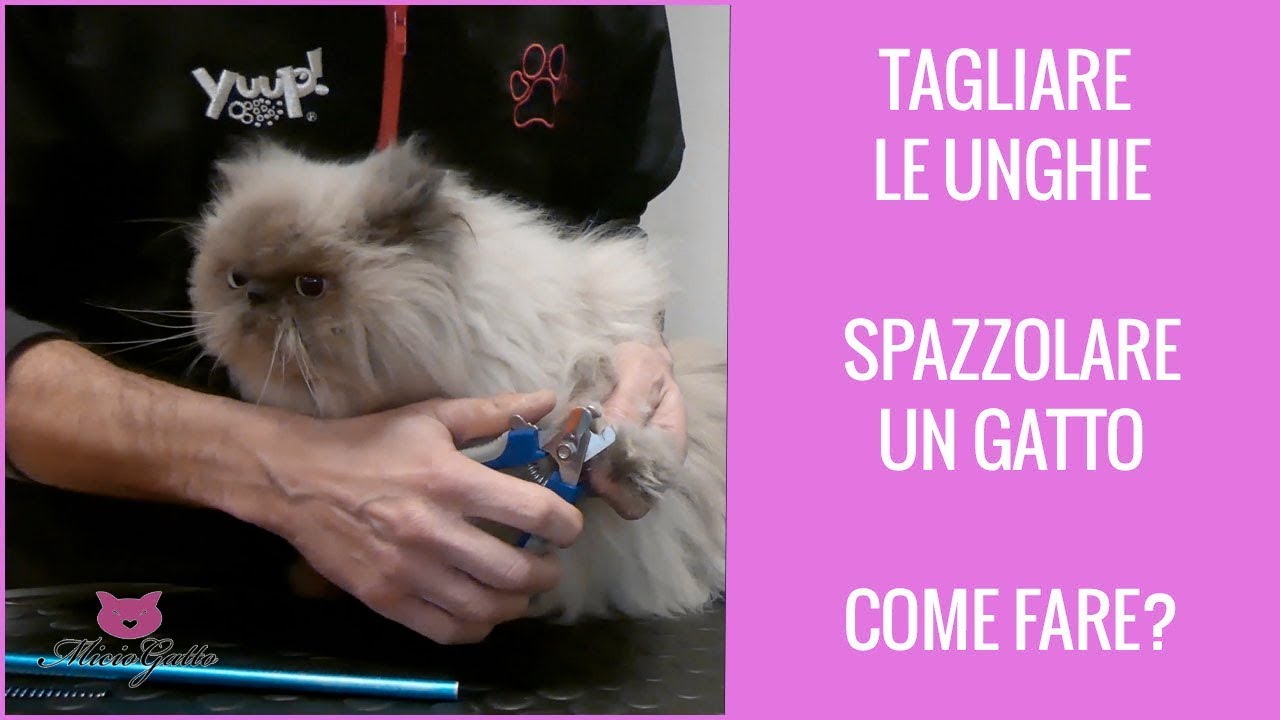 Come tagliare le unghie al gatto e spazzolare un persiano!