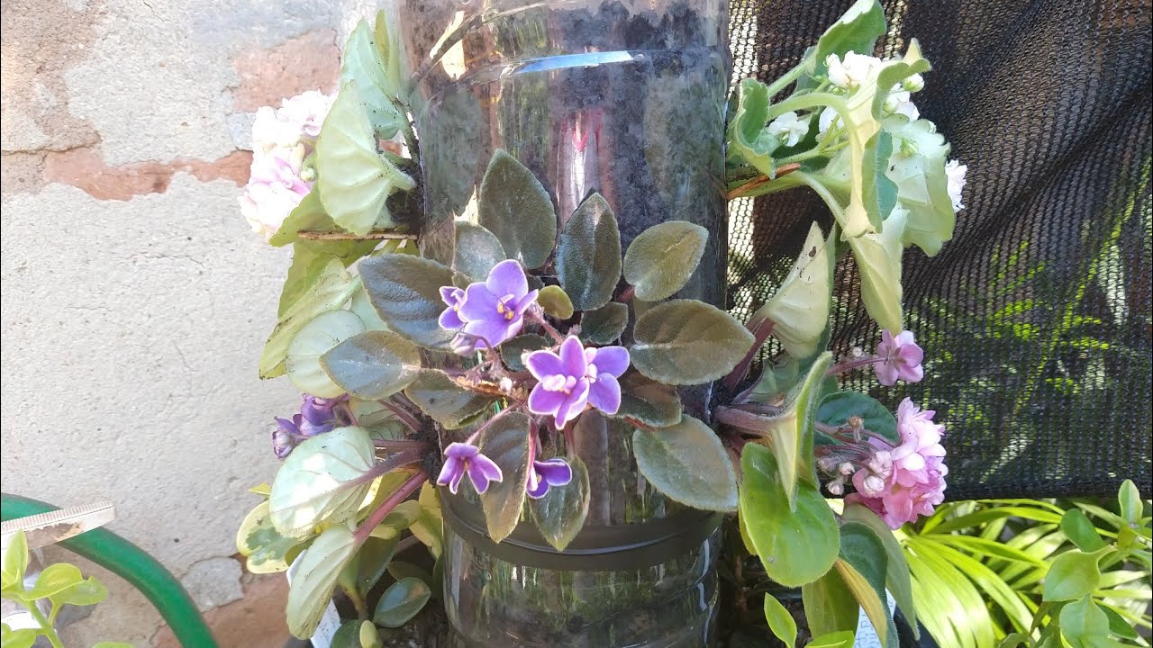 Violetas na pet...amei a idéia!