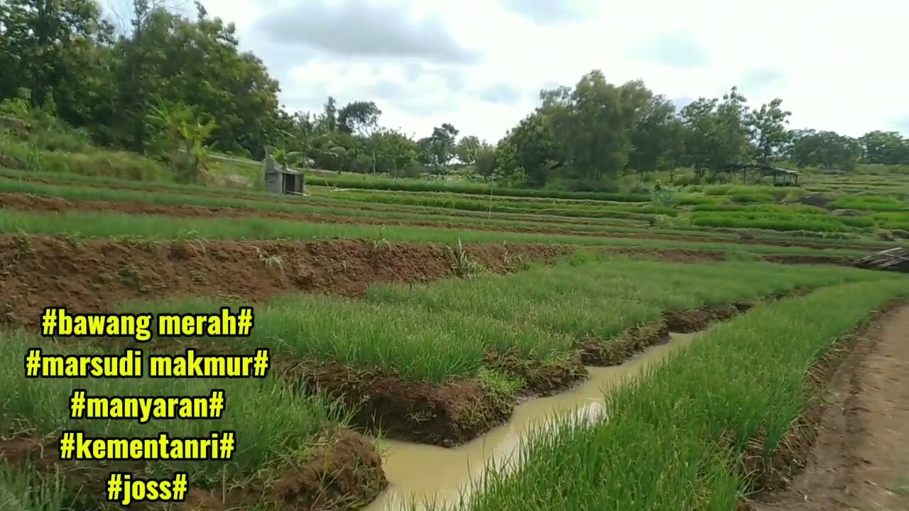 Budidaya bawang merah bawang merah