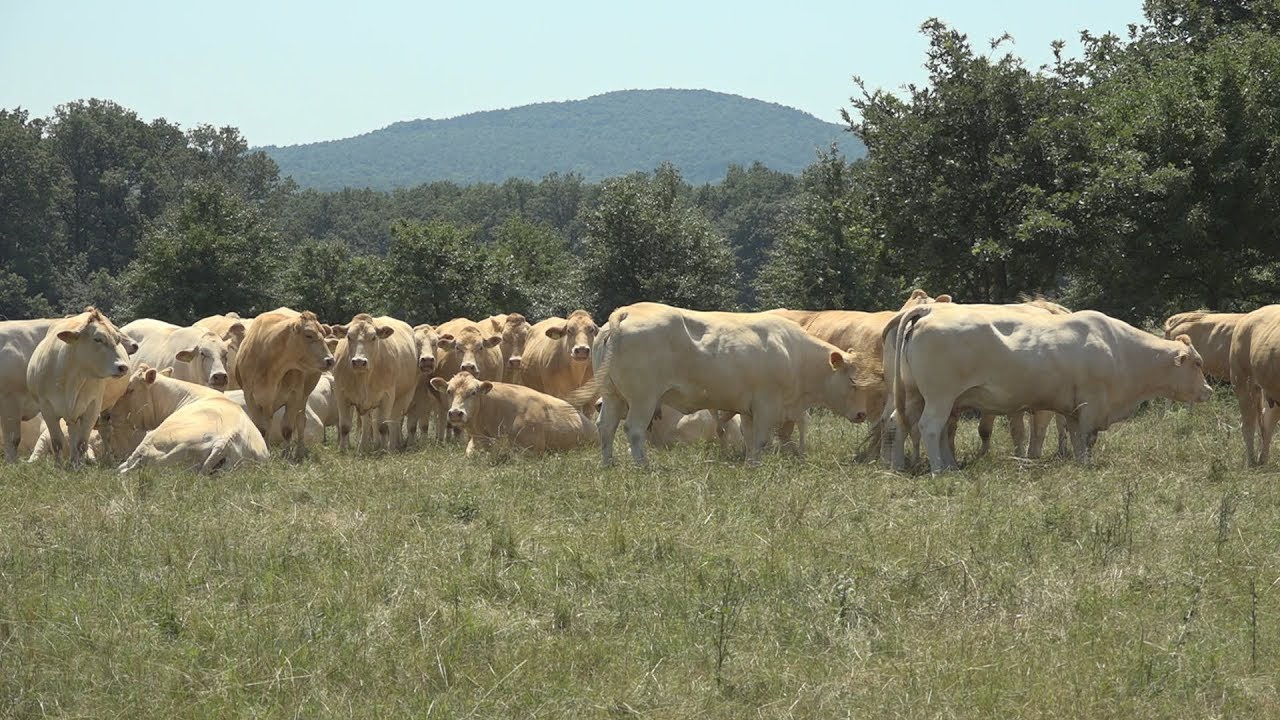 Állattenyésztés felsőfokon