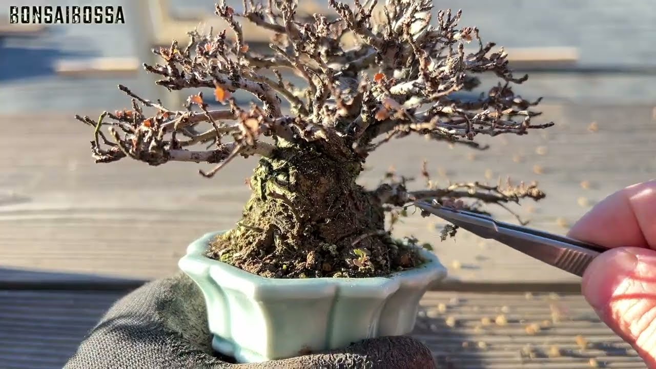 ホムセン産ニレケヤキ１ #盆栽 #bonsai