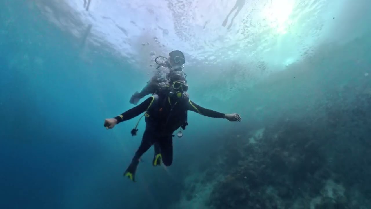 Diving the Epic Sardine Run in Moalboal, Philippines. Millions of Sardines!
