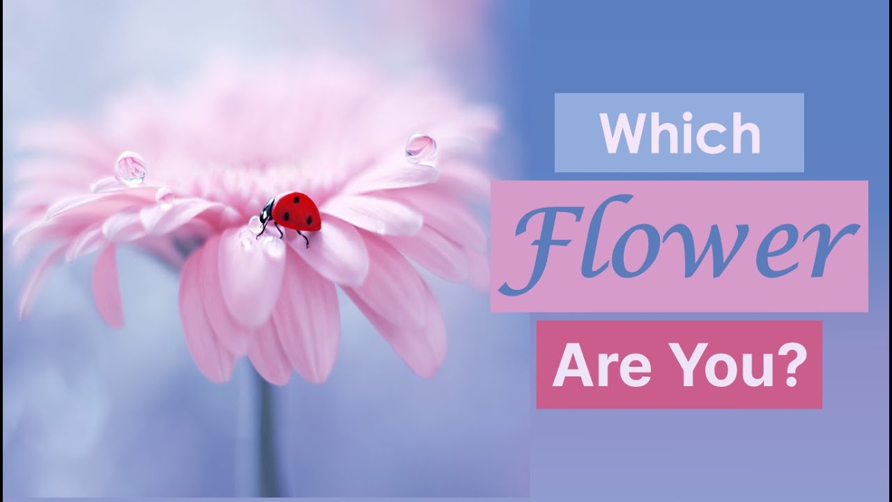 Which flower are you? | Personality quiz