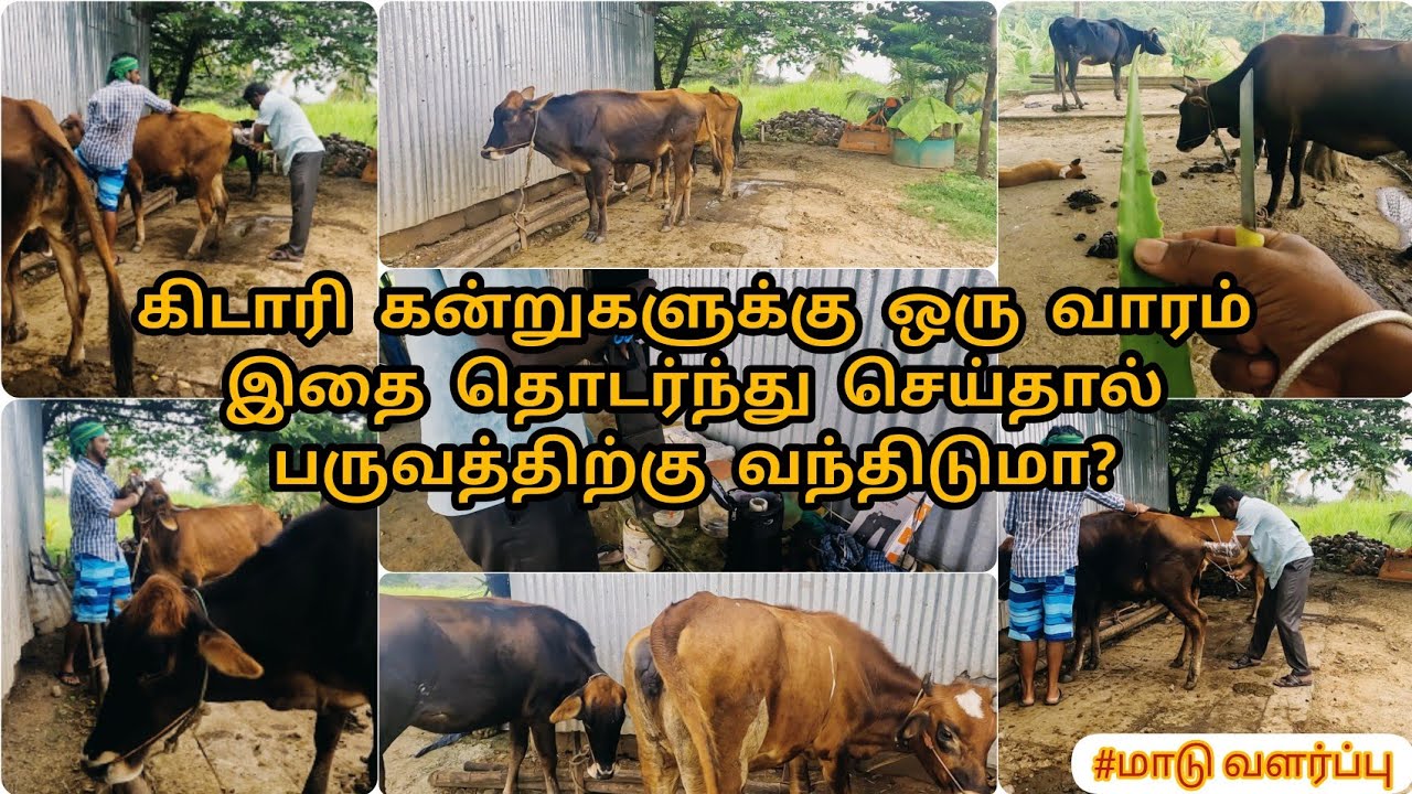கிடாரி கன்றுகள் சரியான தருணத்தில் பருவத்திற்கு வரவில்லையா இதை தொடர்ந்து செய்யுங்கள்/பருவநிலை அடையும்