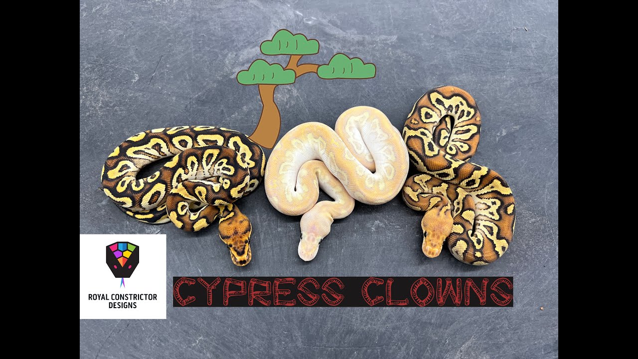 What the heck is a Cypress Clown?!?!