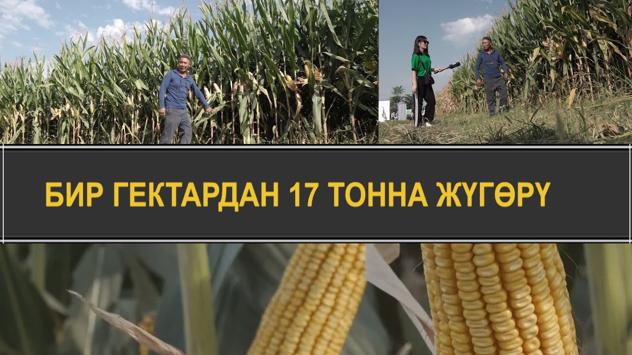 ӨЗГӨЧӨ СОРТ: БОЮ 2,5 МЕТР, ТҮШҮМҮ МОЛ ЖҮГӨРҮ