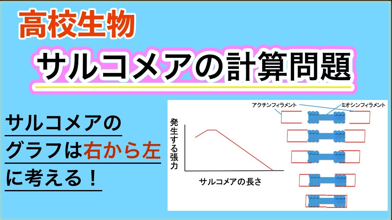 高校生物「サルコメア長さ計算」