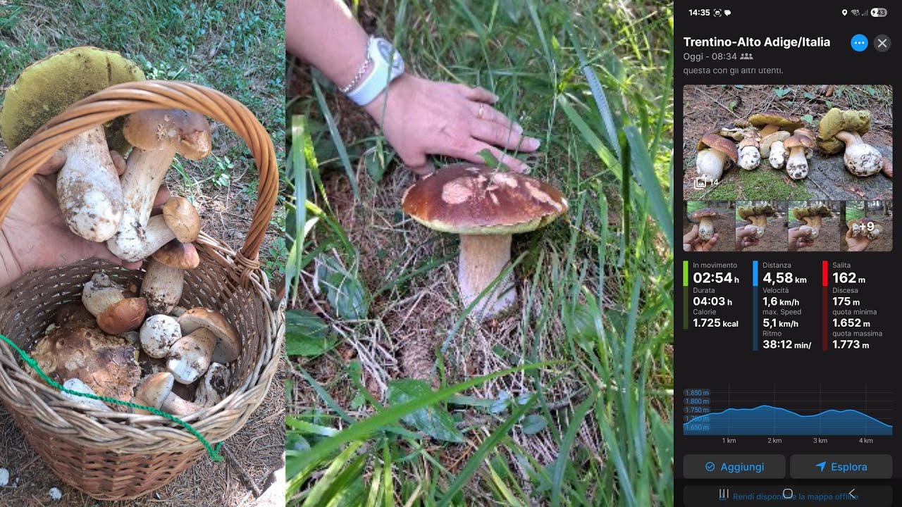 Porcini 2025 d'alta quota del 9 agosto tanti bei porcini qualche gigante 🍄‍🟫buono !!