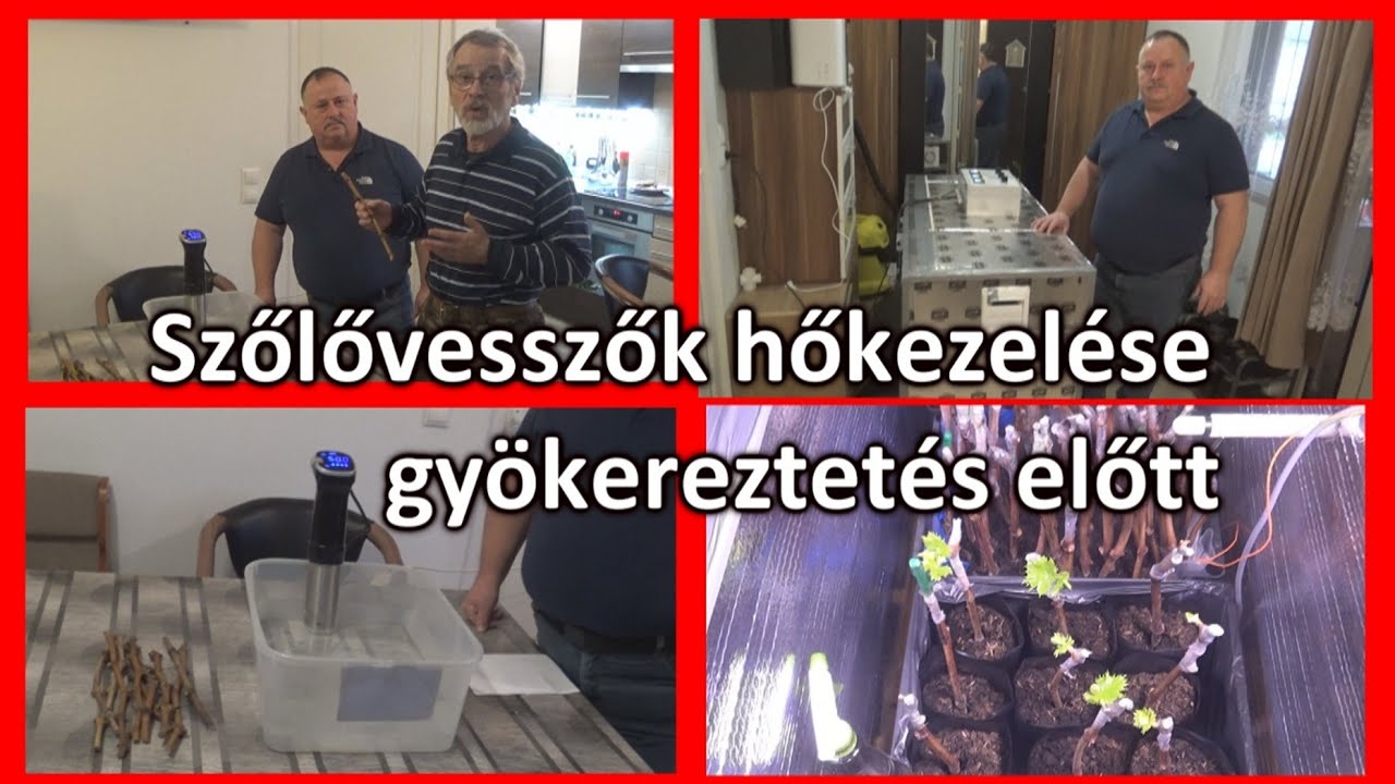 FITOPLAZMA ELLEN: HŐKEZELÉS szuvid készülékkel – A legkorszerűbb gyökereztető láda Sárszentmihályon
