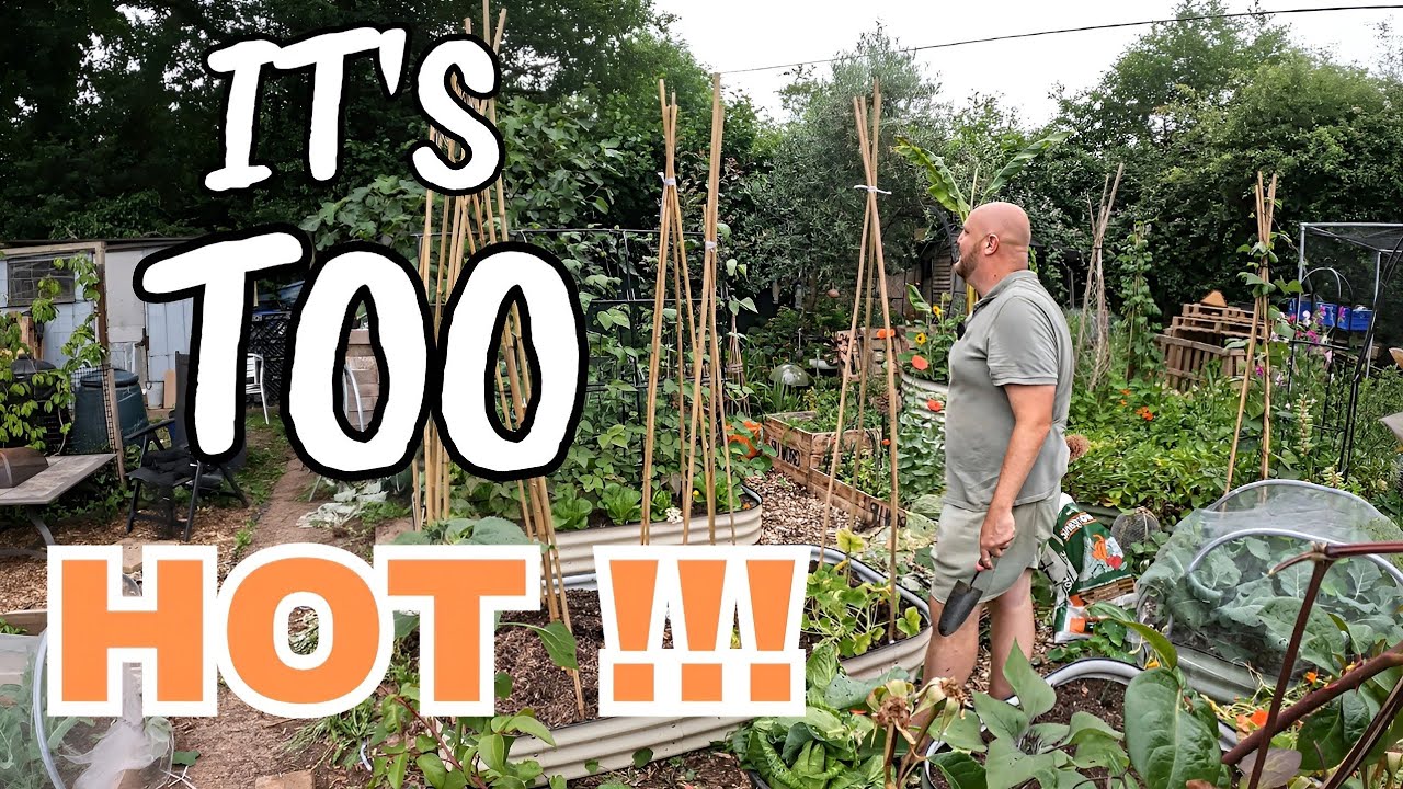 When the garden goes right in July! Potato harvest | Allotment Gardening UK