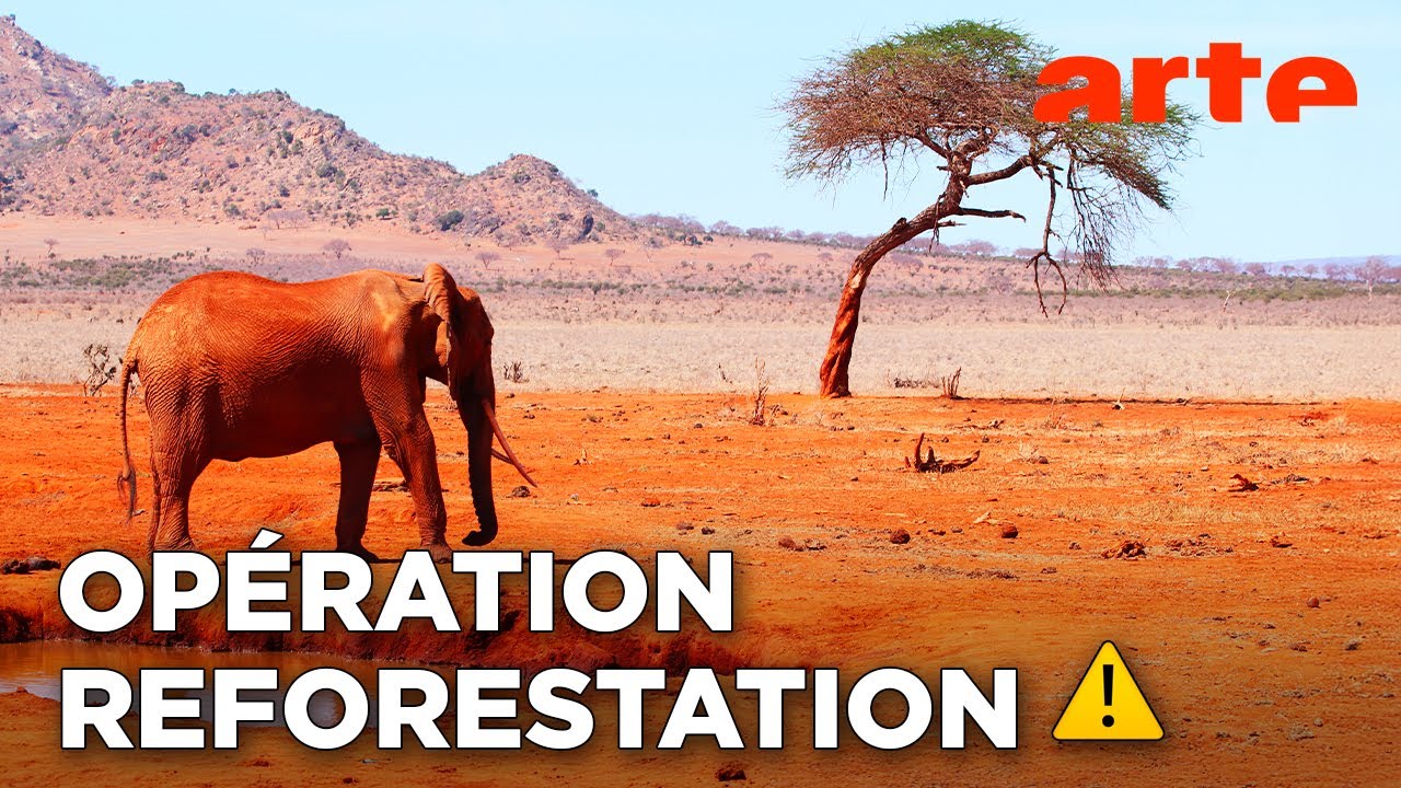 Au Kenya, planter des arbres et faire pousser le pays | ARTE