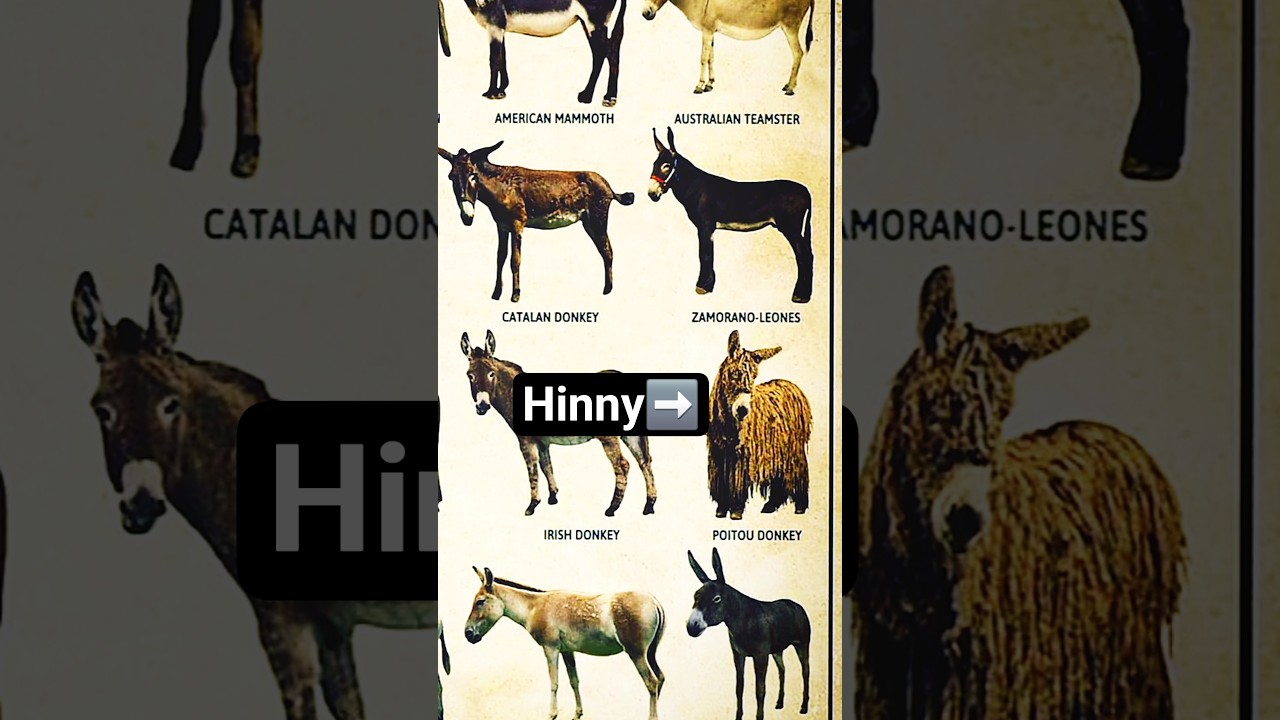 Hinny | Rare Hybrid from Myth to Reality | Types of Donkey #shorts #youtubeshorts #viral