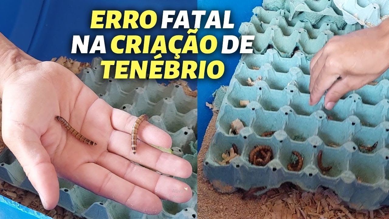Tivemos um problema sério com a CRIAÇÃO de TENÉBRIOS e quase perdemos tudo