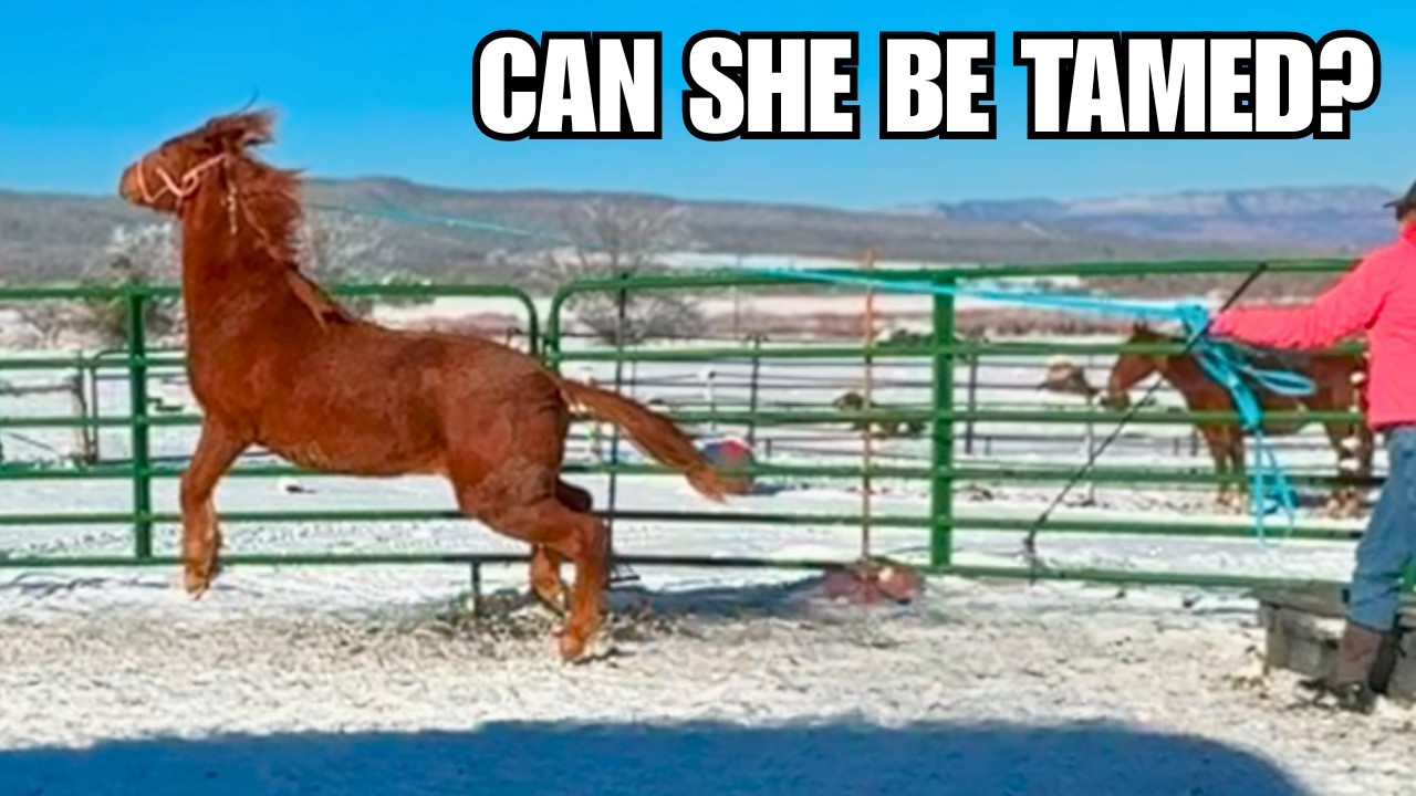 Mustang learns to lead! ~ Sparkler Week 4