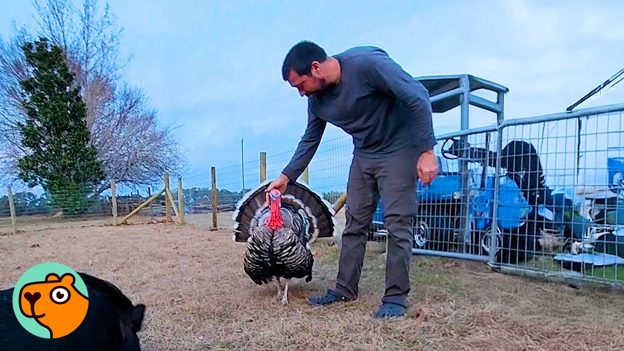 Bossy Turkey Befriends a Man And Screams For His Kisses | Cuddle Buddies