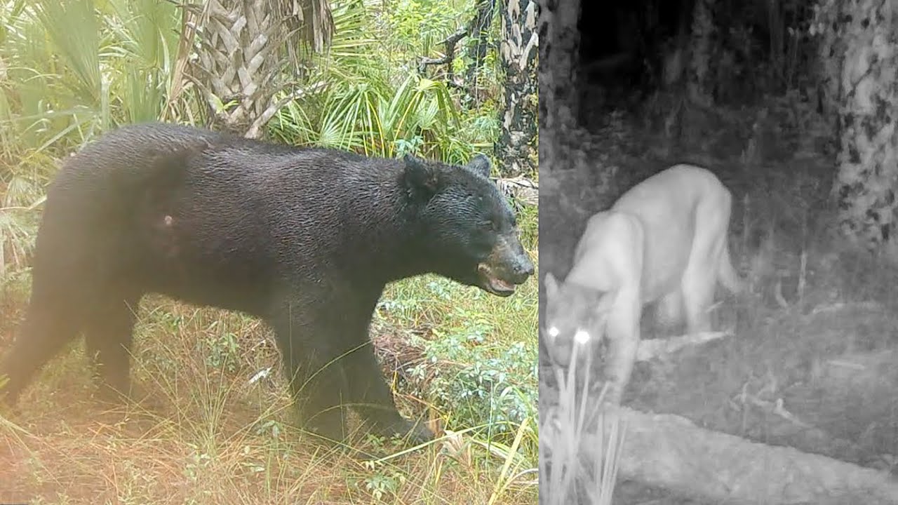 What are the bears doing at my panther log trailcam? Rubbing on trees?