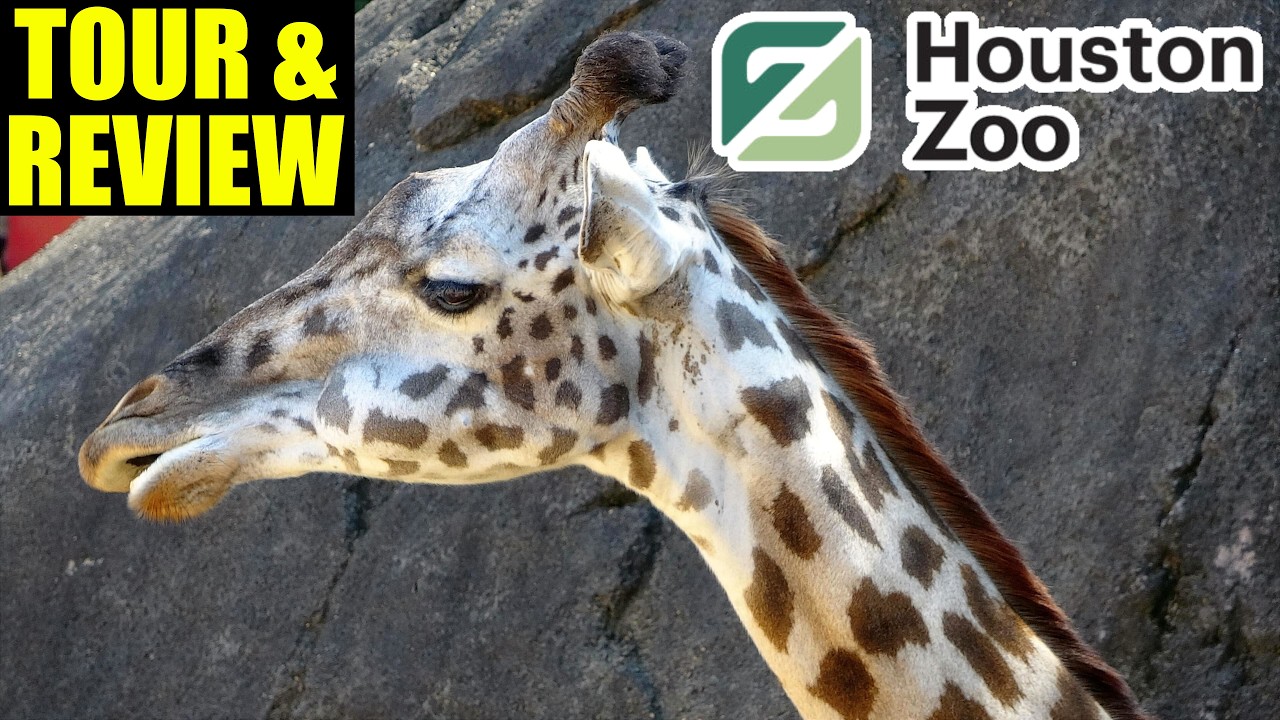 Houston Zoo Tour & Review