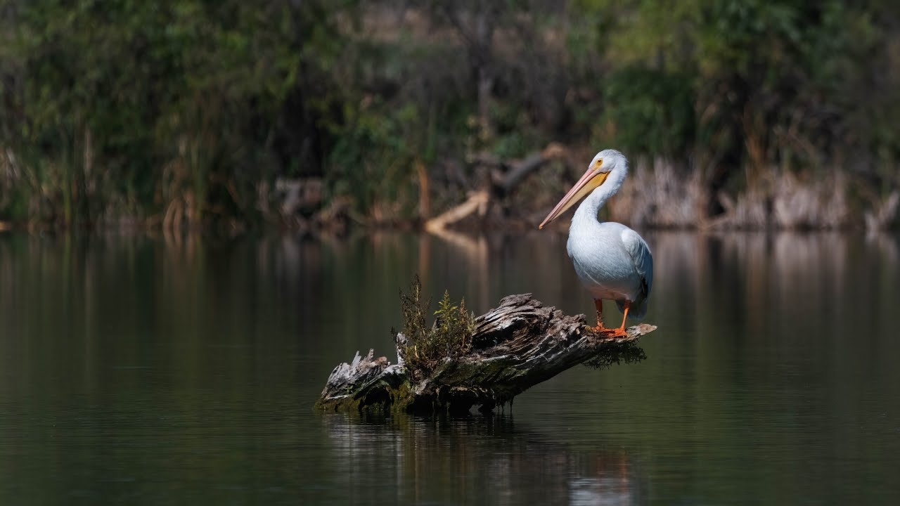 AMERICAN WHITE PELICANS AT ST VRAIN