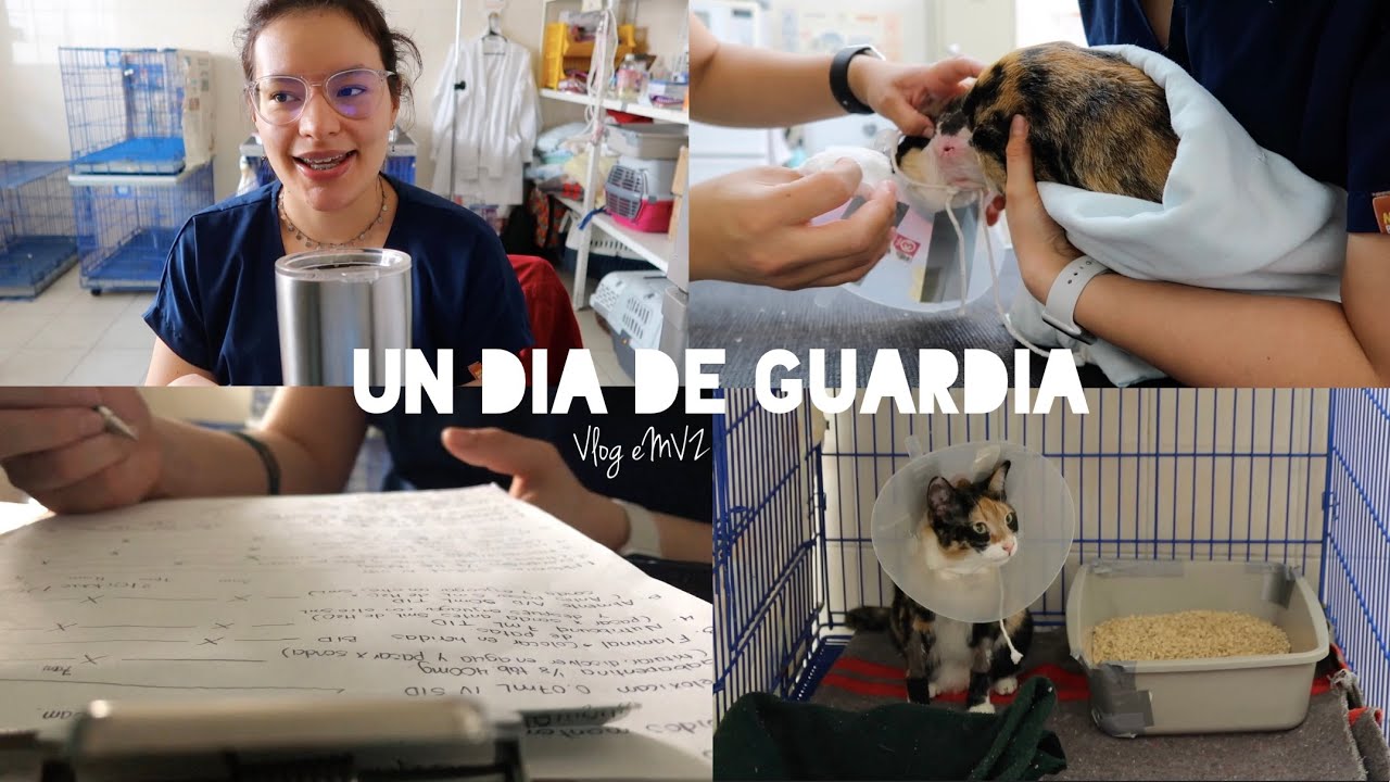 Un día conmigo de guardia en la clínica veterinaria 👩🏻‍⚕️🐈‍⬛