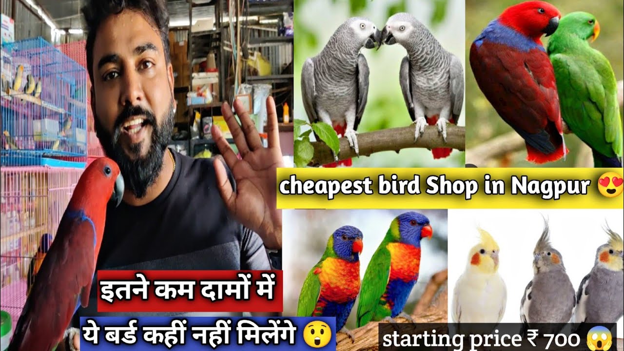 Best pet shop in Nagpur 😍 bird,cat, fish aquarium and dogs puppy Nagpur || low price 😳 #vlog #viral