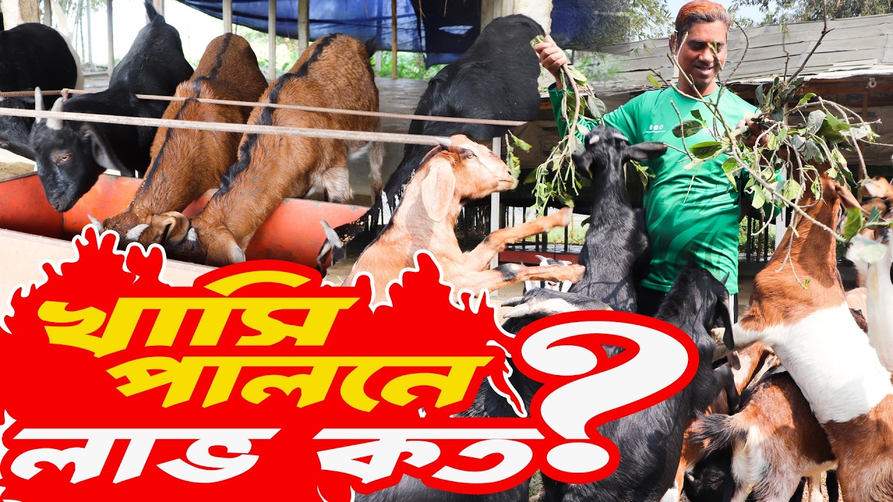 খাসি ছাগল মোটাতাজাকরণে লাভ কত? খরচ কত?  খাসি ছাগল পালন পদ্ধতি | Khasi chagol palon poddhoti