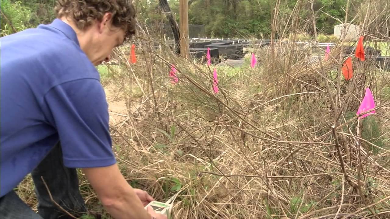 UF/IFAS Research Invasive Plants
