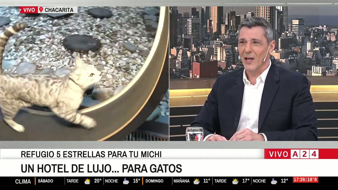 😺 Hotel para gatos de lujo: así es el alojamiento para felinos en Chacarita