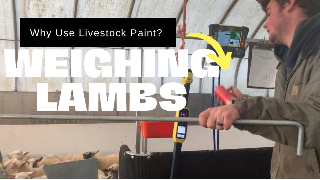 #sheep | Weighing Lambs and Marking Them By Weight Categories