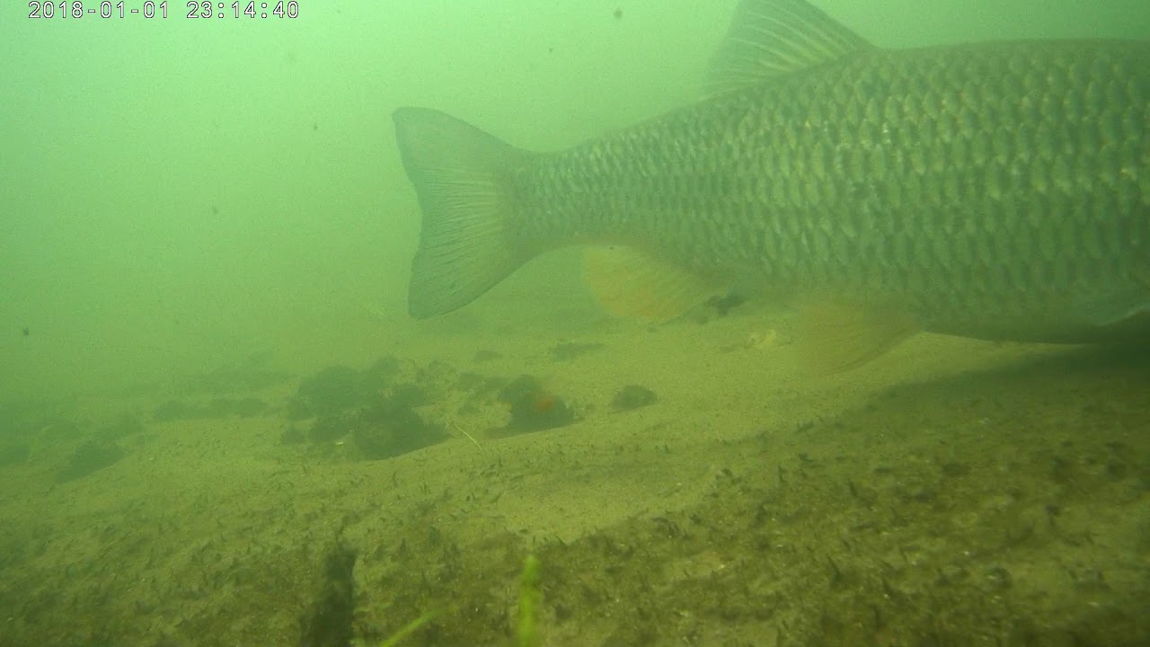 Calne angling association River Marden section 2 massive chub part 1/2