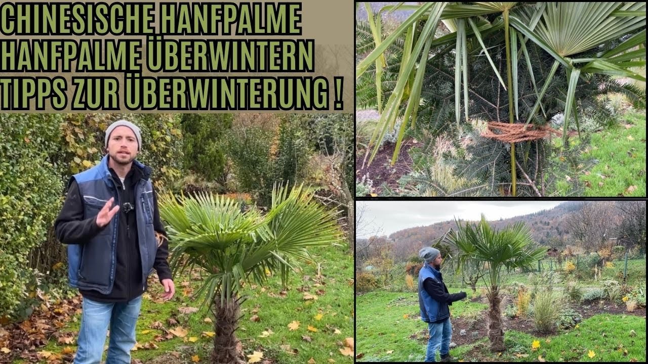 Chinesische Hanfpalme - Hanfpalme überwintern / Tipps für Anfänger !