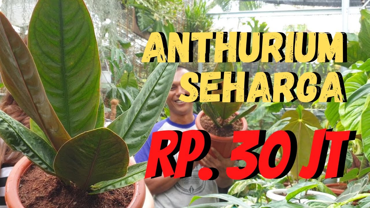 JENIS TANAMAN HIAS LANGKA TERMAHAL