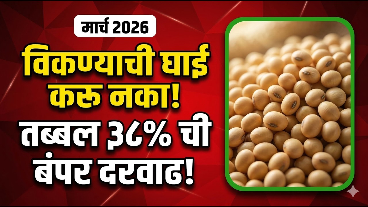 मार्च महिन्यात सोयाबीनला किती भाव मिळणार? ५९९० रुपये प्रति क्विंटल? 🤔 | Latur Market Soyabean bhav