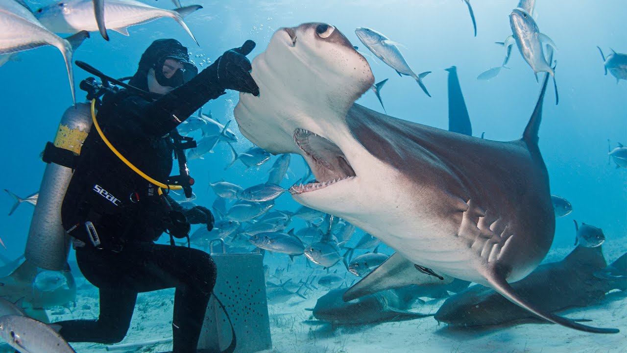 Hand Feeding Hammerhead Sharks 🤯 With A Pro