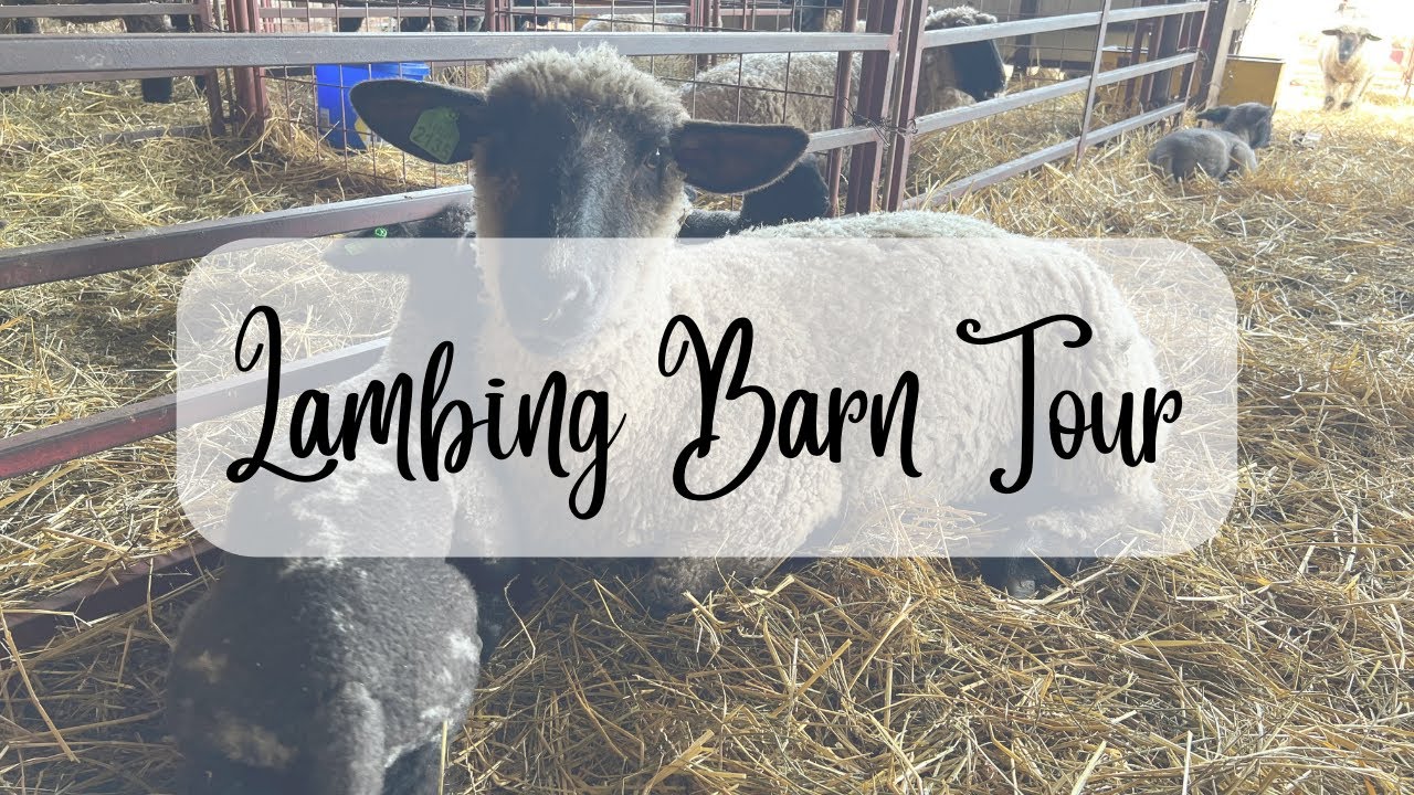 Barn Tour/ Lambing Barn