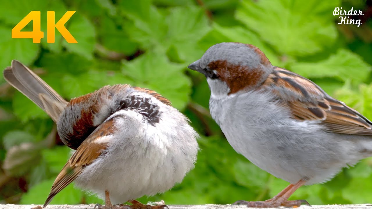 Cat TV Birds 😺 6 Hour Videos for Dogs 🐶Beautiful Sparrows and Doves 🐦Relax Your Pets(4K)