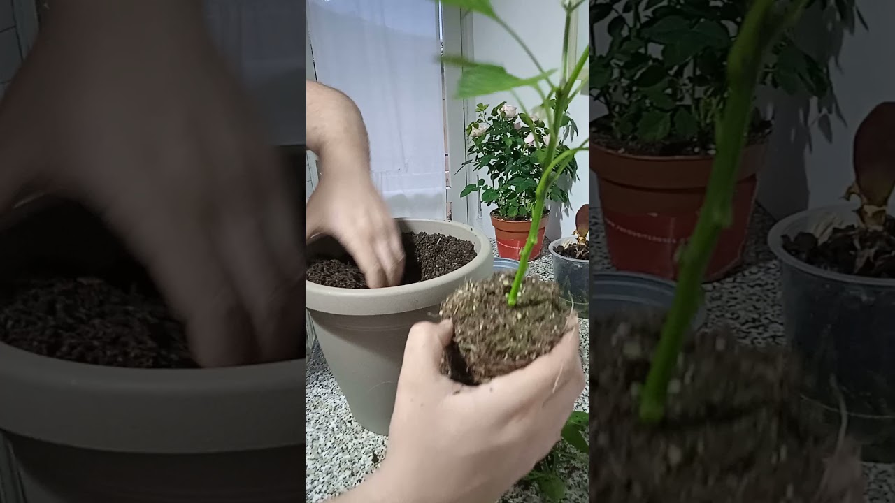 Pianta di Peperoncino trapianto