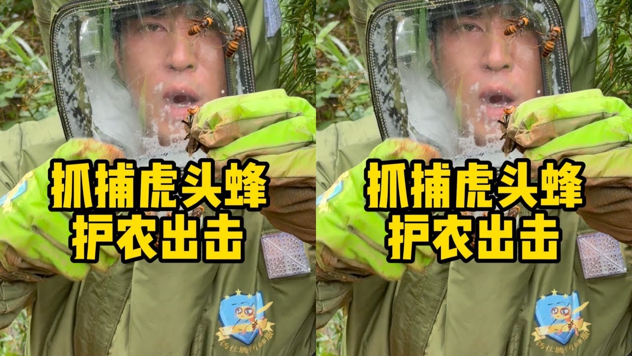 剧毒虎头蜂离农房5米筑巢，来看看华哥大战虎头蜂！