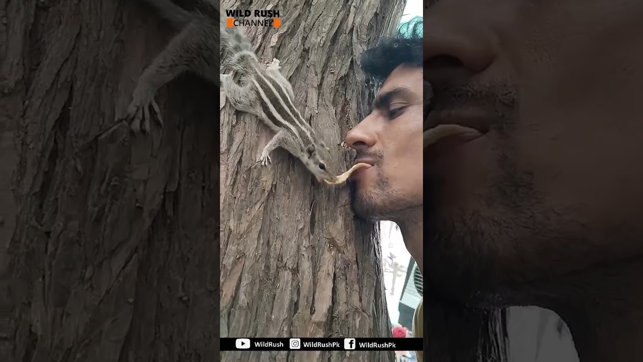 Palm Squirrel 🐿