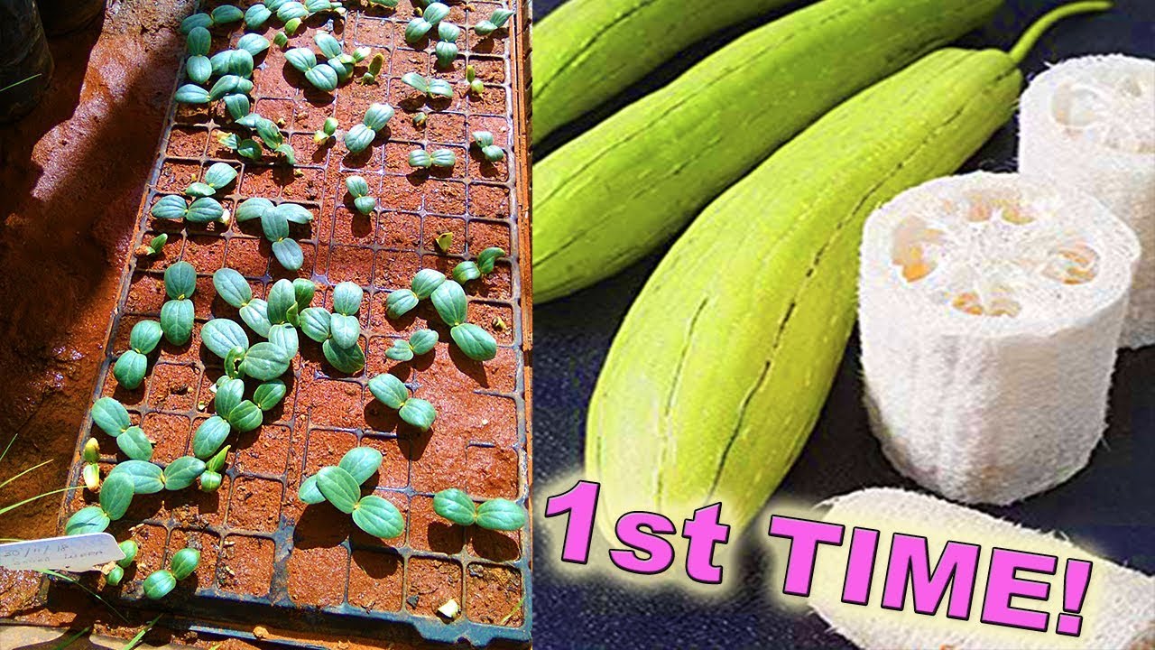 Growing Luffa Sponges From Seed | For the 1st Time!