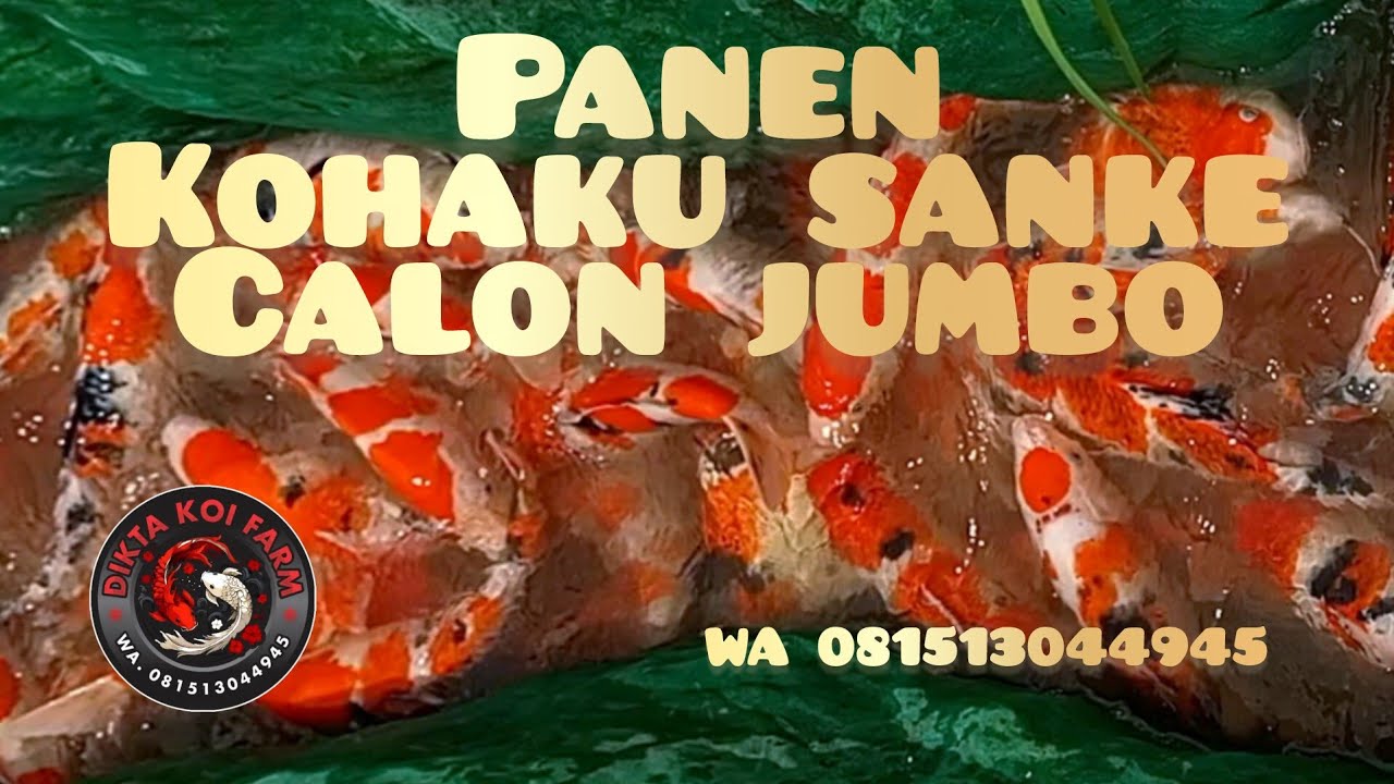 Panen kohaku sanke bakat jumbo!!!!