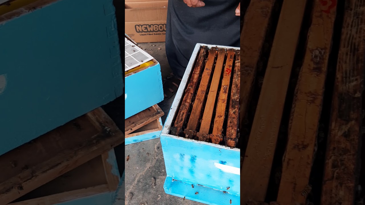 تلقيح ملكة عذراء في خلية وبوجود الملكة الام