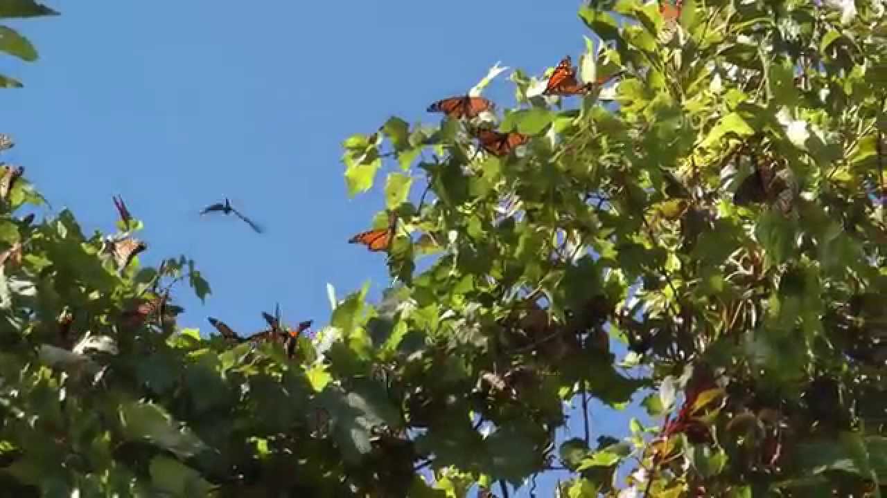 Monarch Migration at Point Pelee