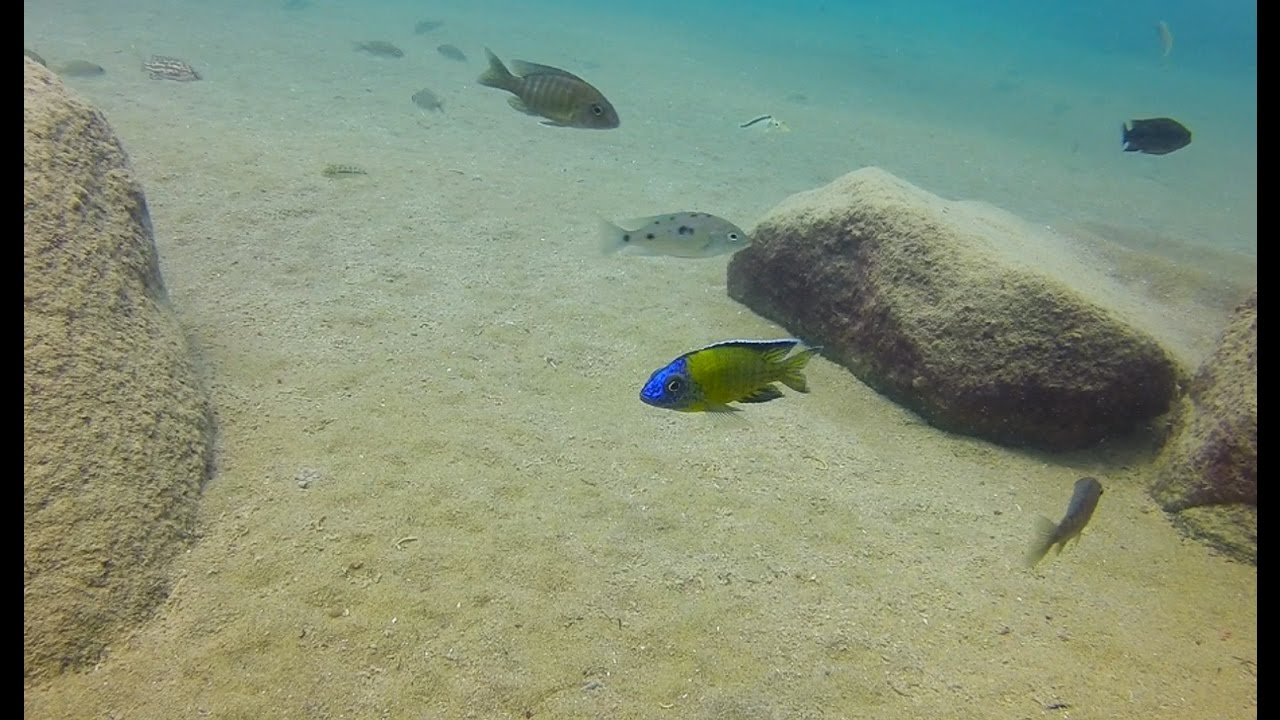 Aulonocara stuartgranti at Tchinga Reef, Usisya