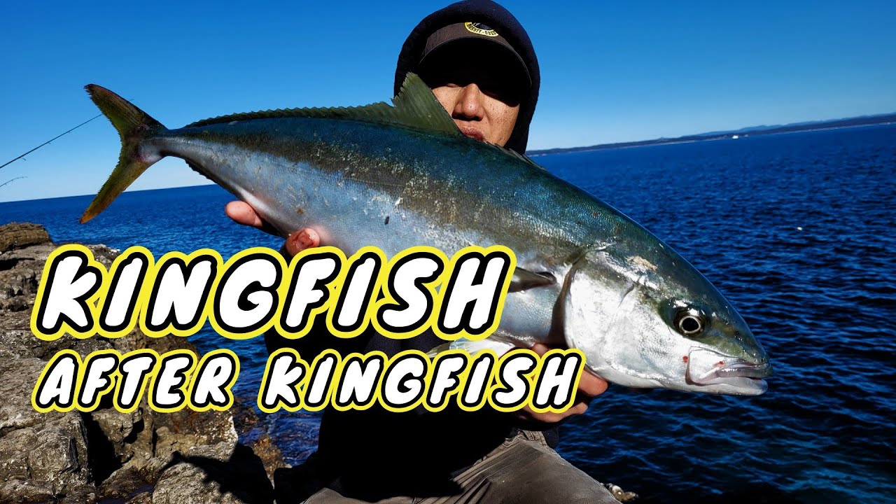 Kingfish after Kingfish [non stop fishing action]
