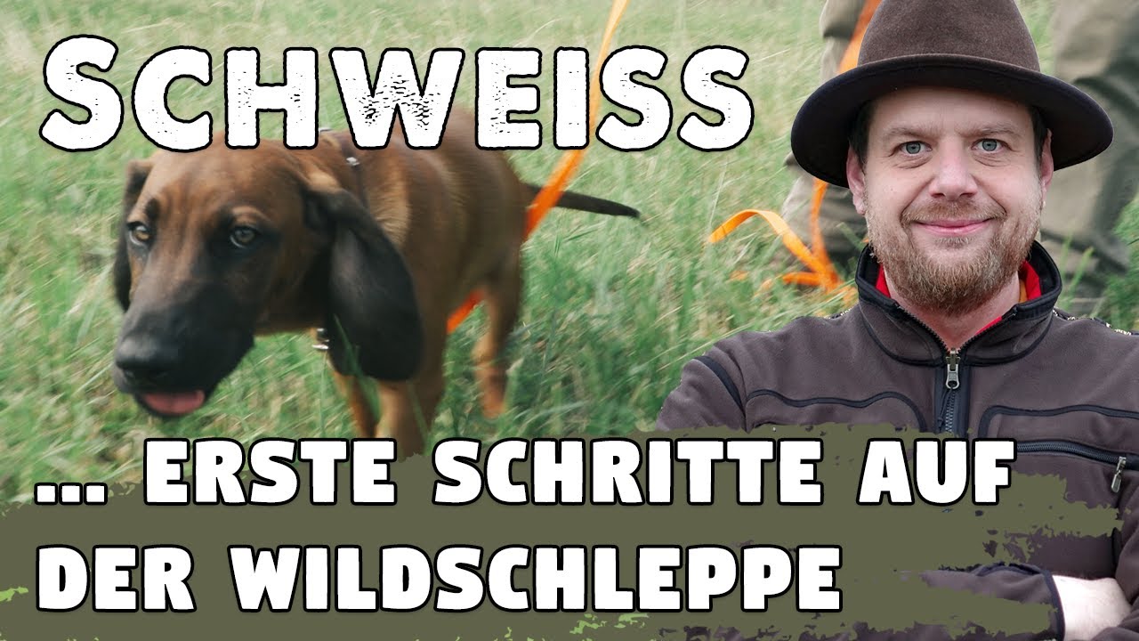 Jagdhundeausbildung für die Nachsuche: Erste Schritte mit dem Welpen auf der Futter- u. Wildschleppe