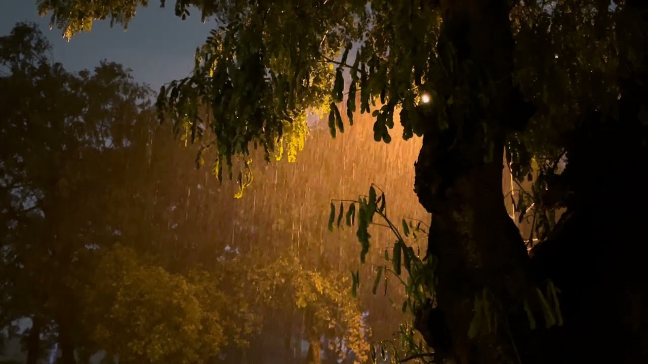 Heavy rain storm ~ i stand behind a big tree