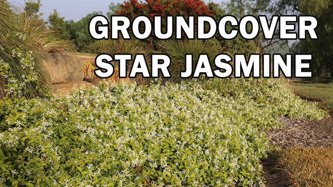 Flat Mat™ Trachelospermum is a lower growing Japanese Star Jasmine