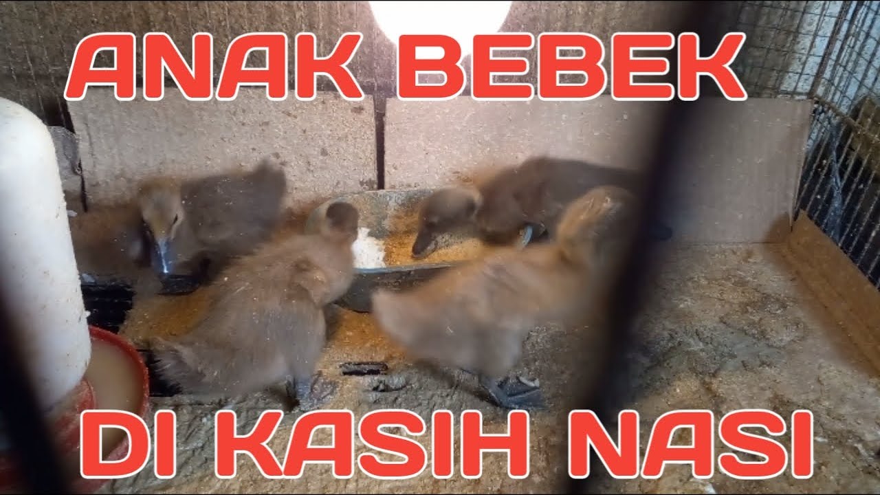 ANAK BEBEK DI KASIH NASI
